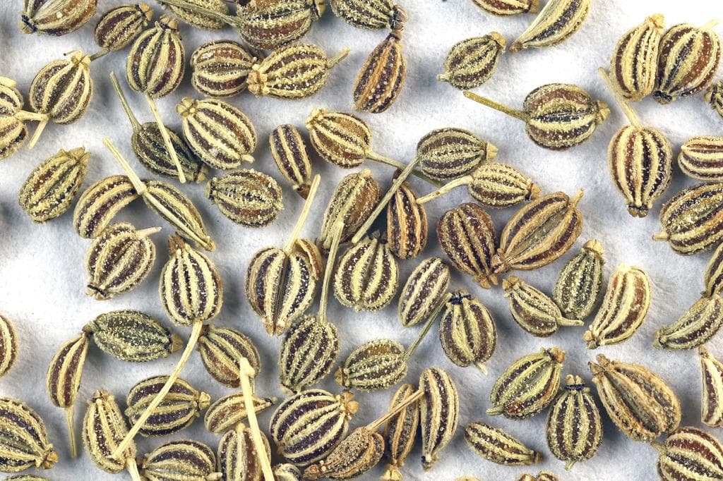 Ajwain