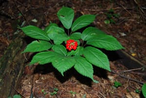 American Ginseng