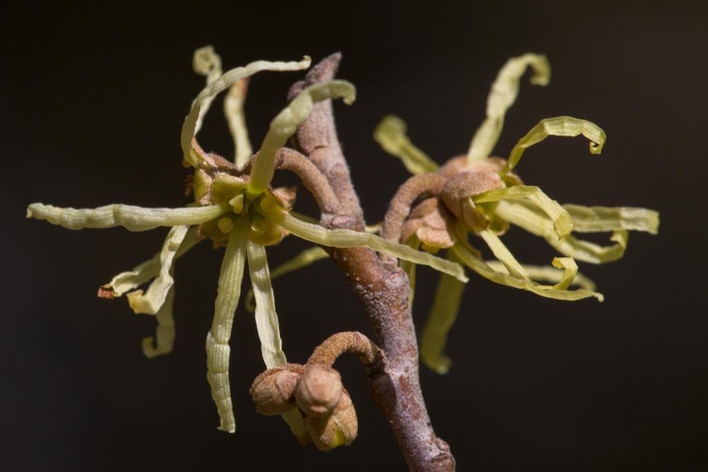 American witch-hazel