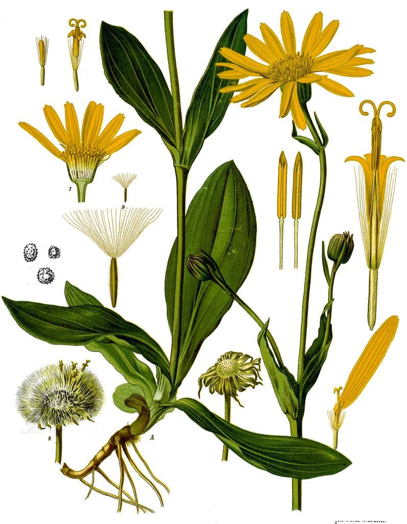 Arnica