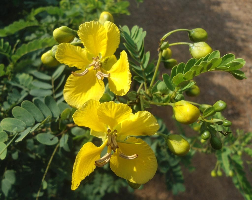 Avaram senna