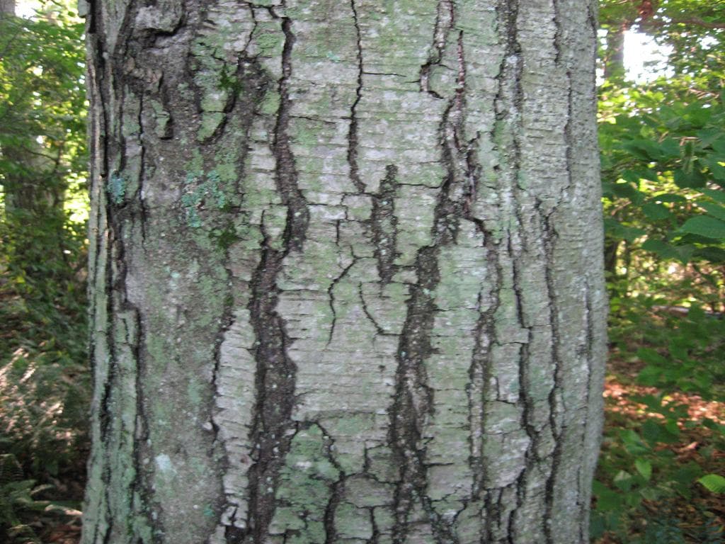 Birch