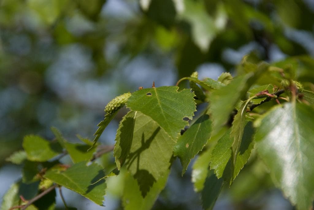 Birch trees