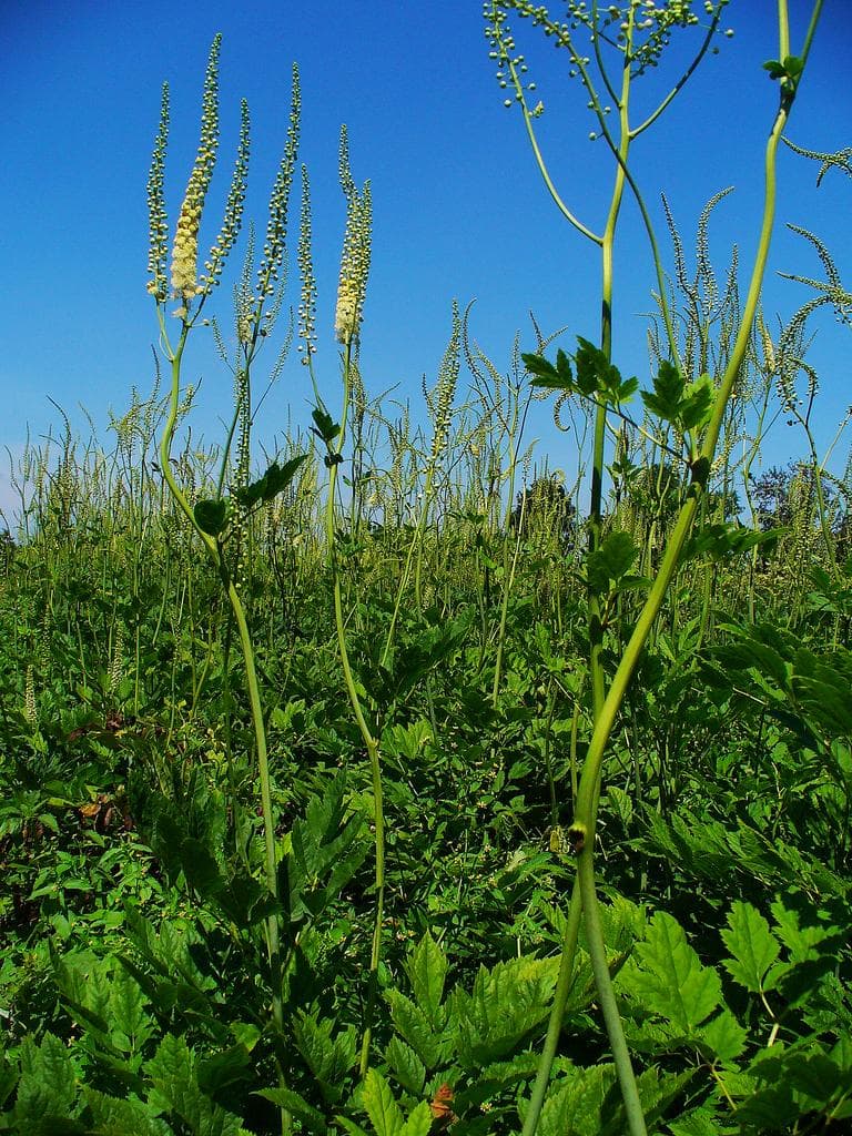 Black Cohosh