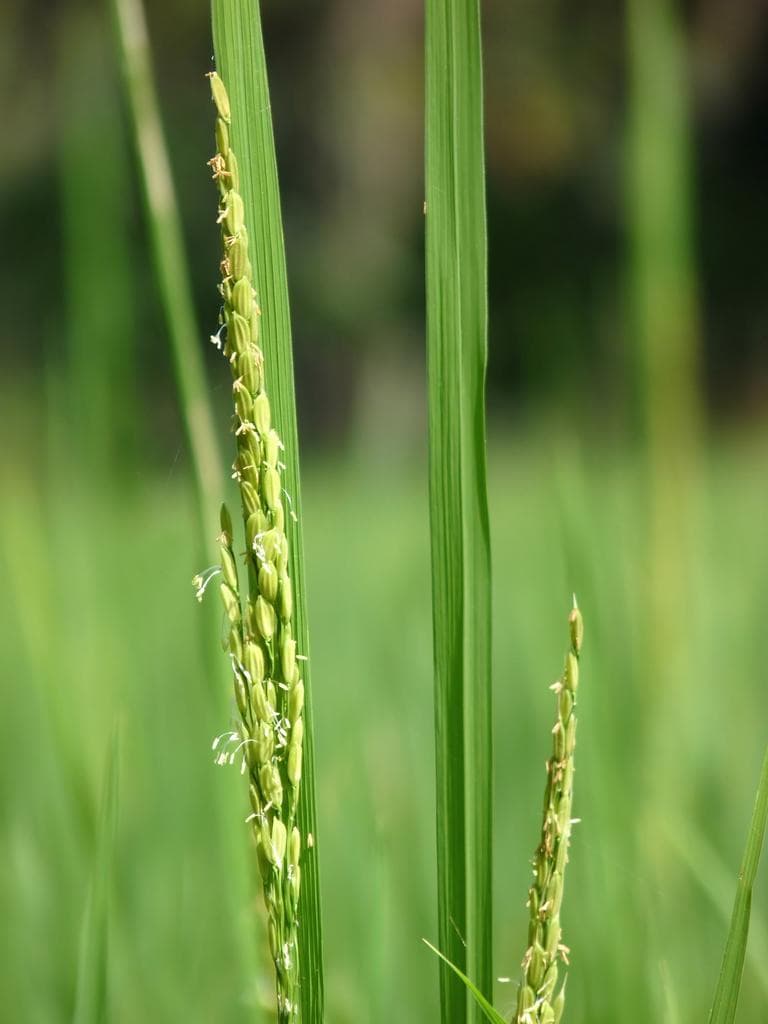 Brown rice