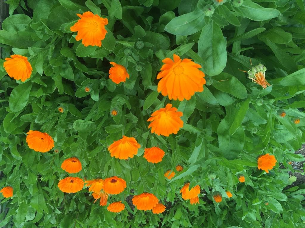 Calendula