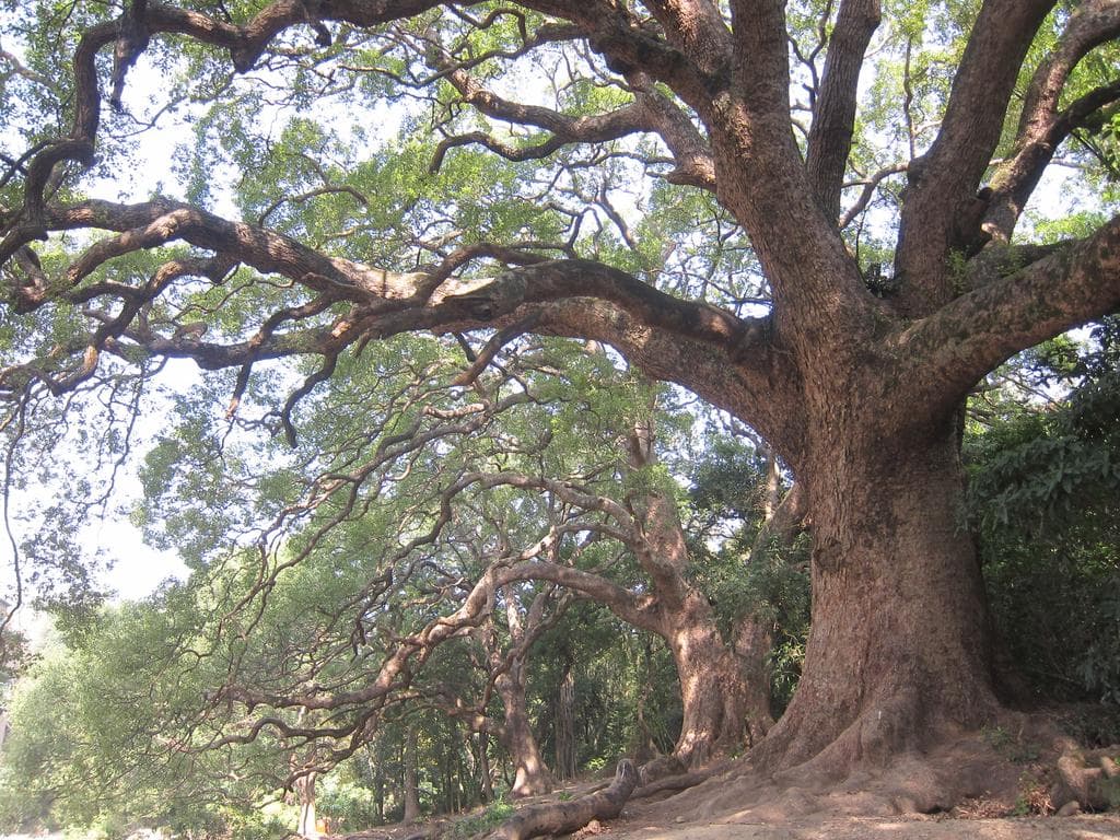 Camphor Laurel