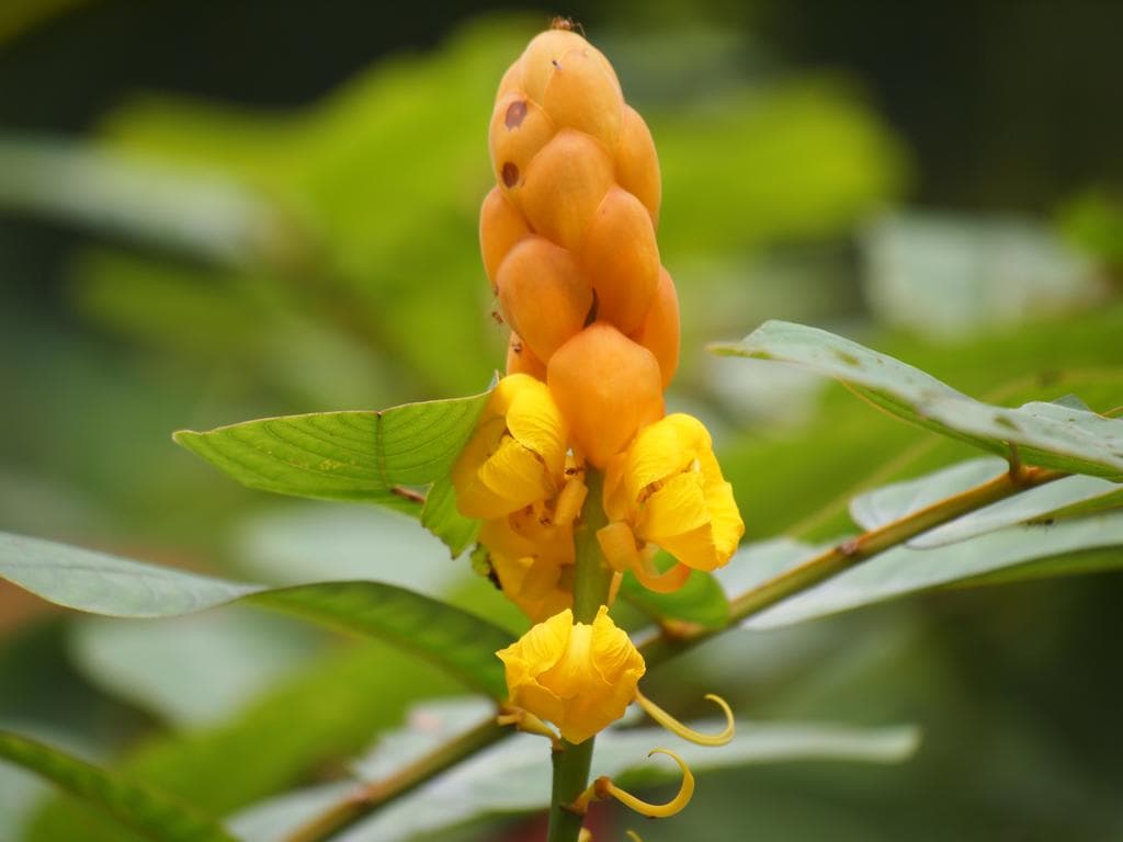 Candle Bush