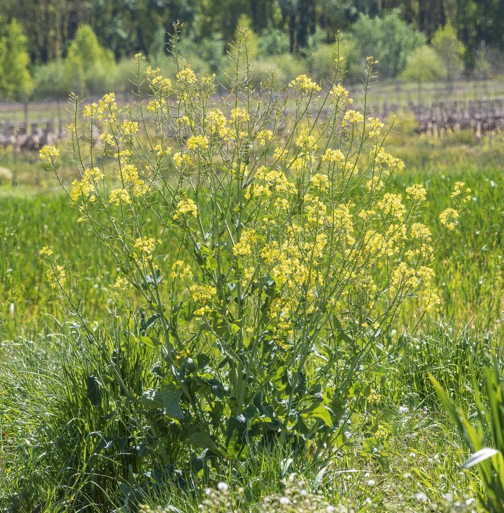 Canola