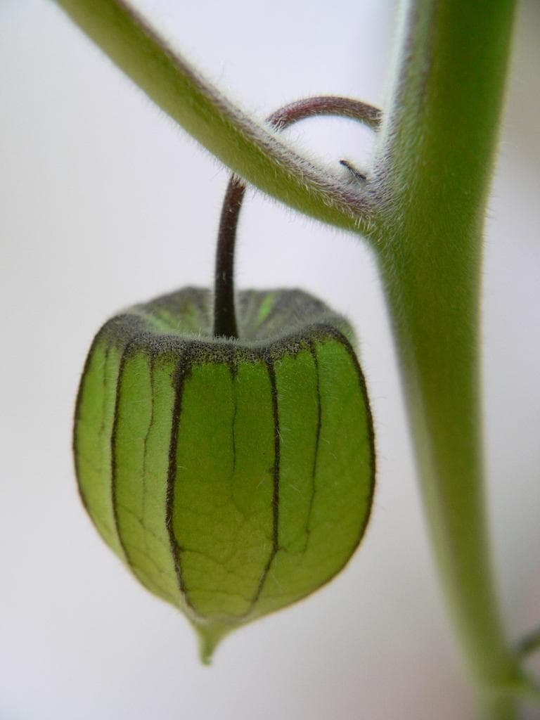 Cape gooseberry