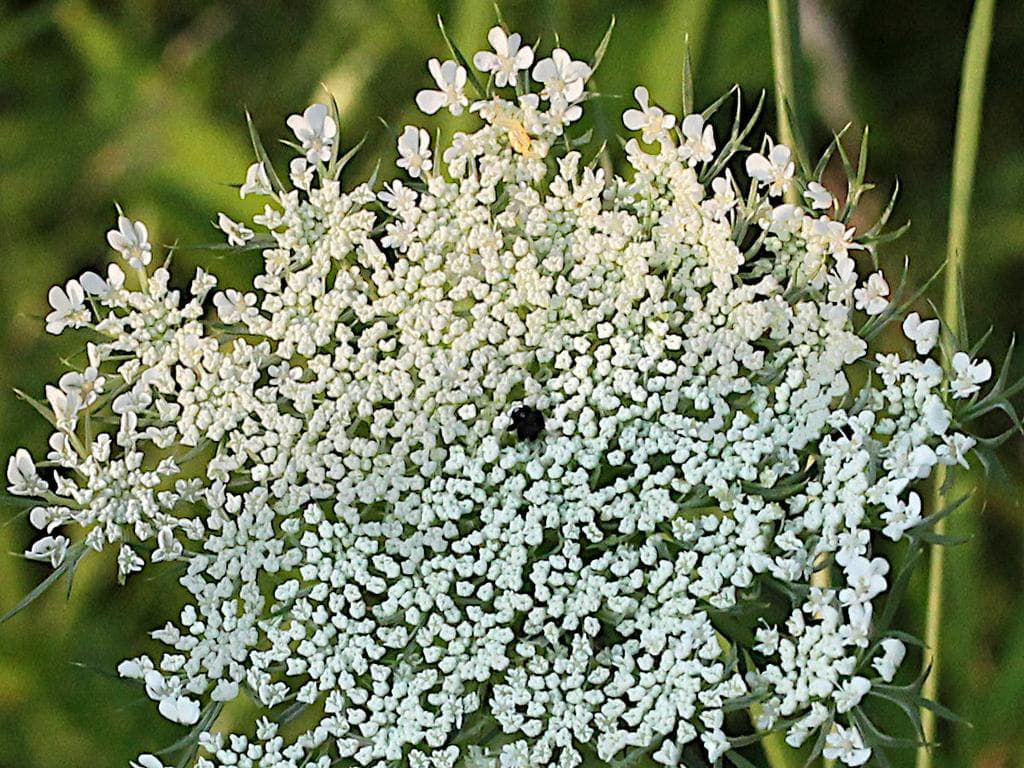 Carrot Seed Plant