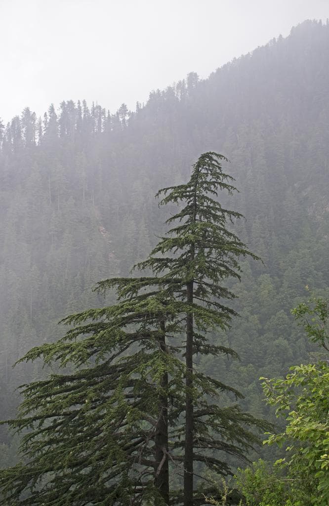 Cedarwood Himalayan