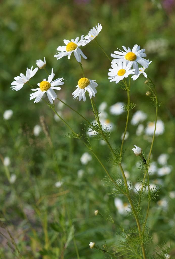 Chamomile