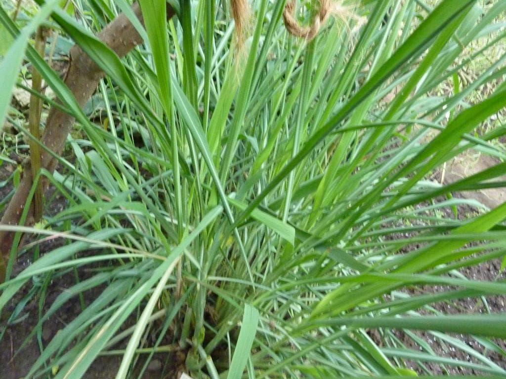 Citronella