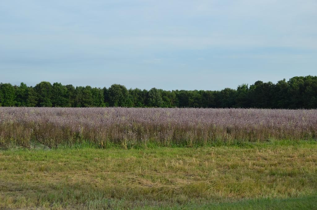 Clary Sage