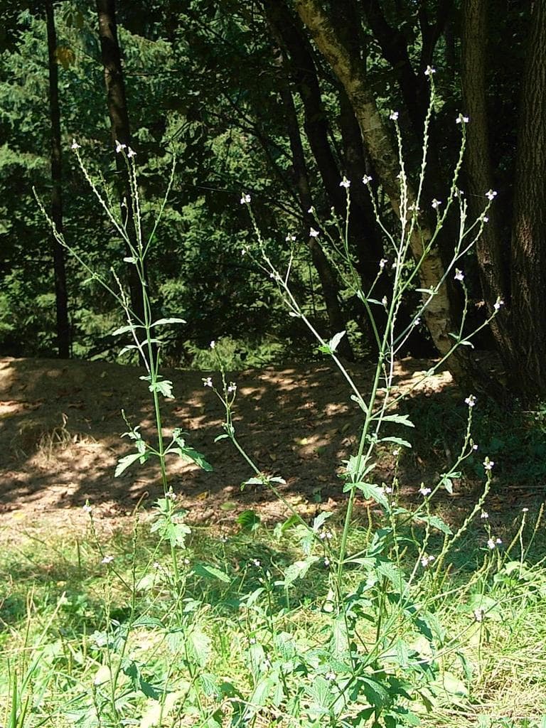 Common Vervain