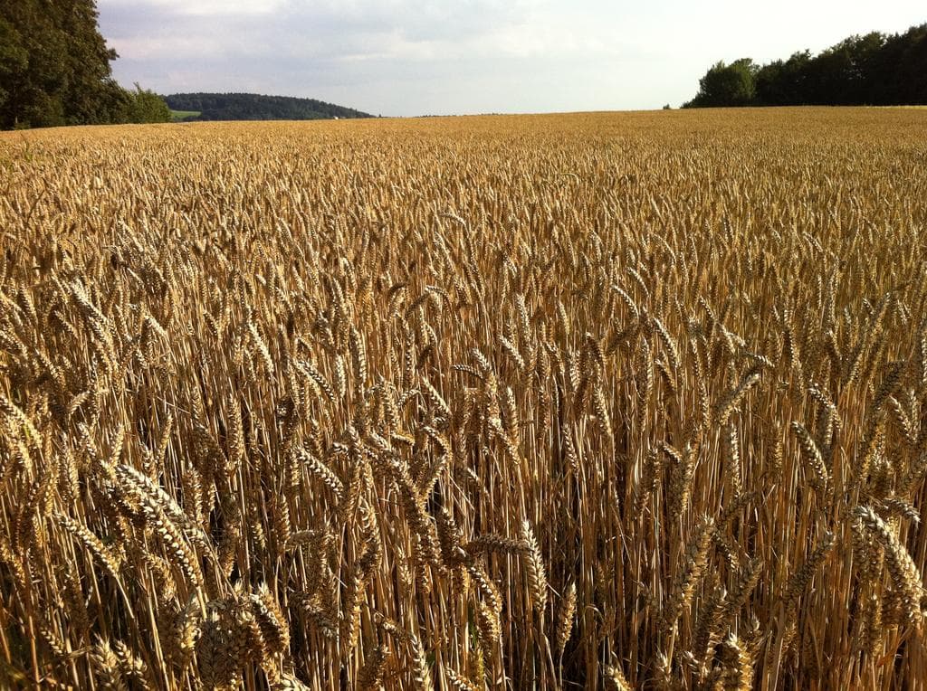 Common Wheat