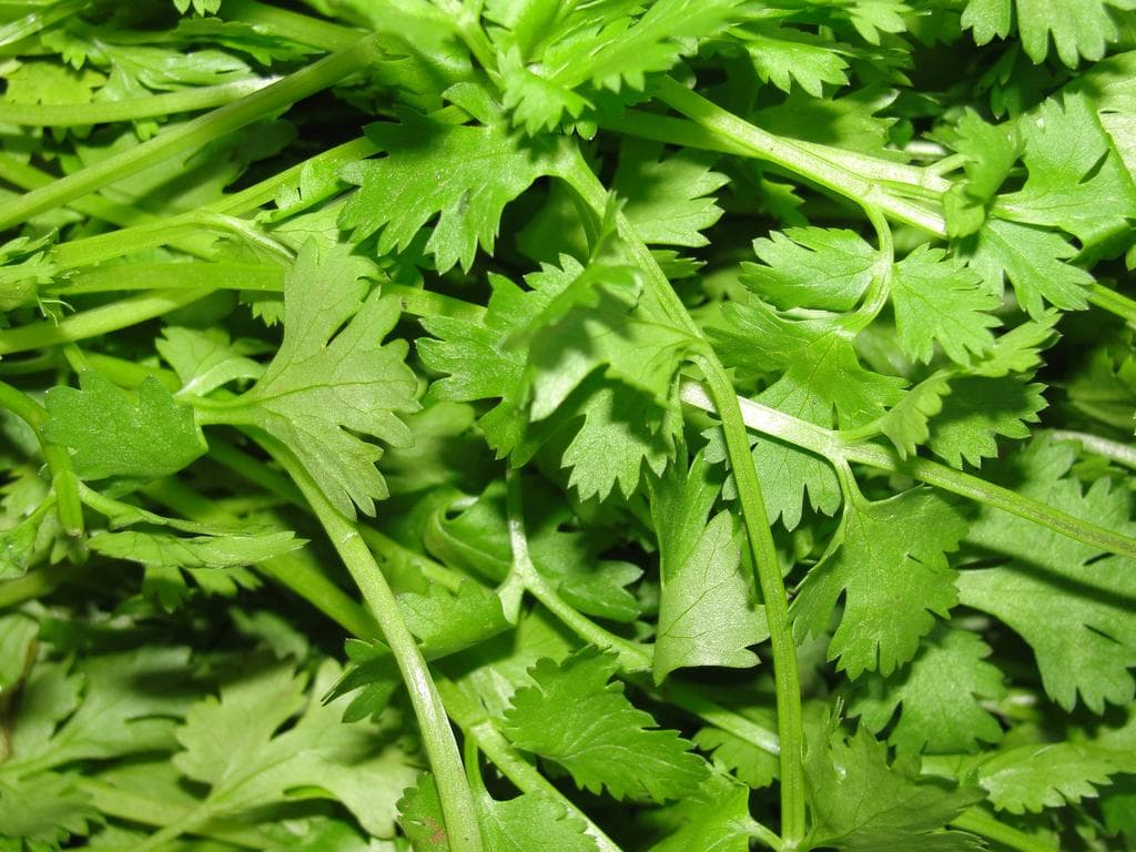 Coriander Seed