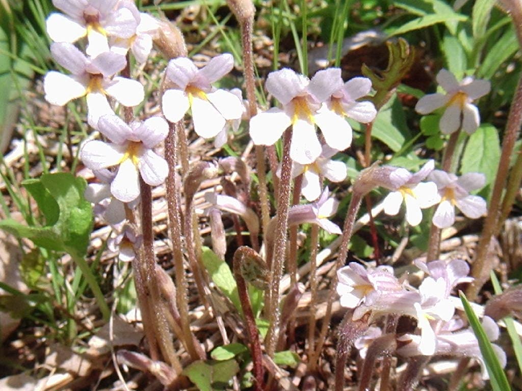 Desert broomrape