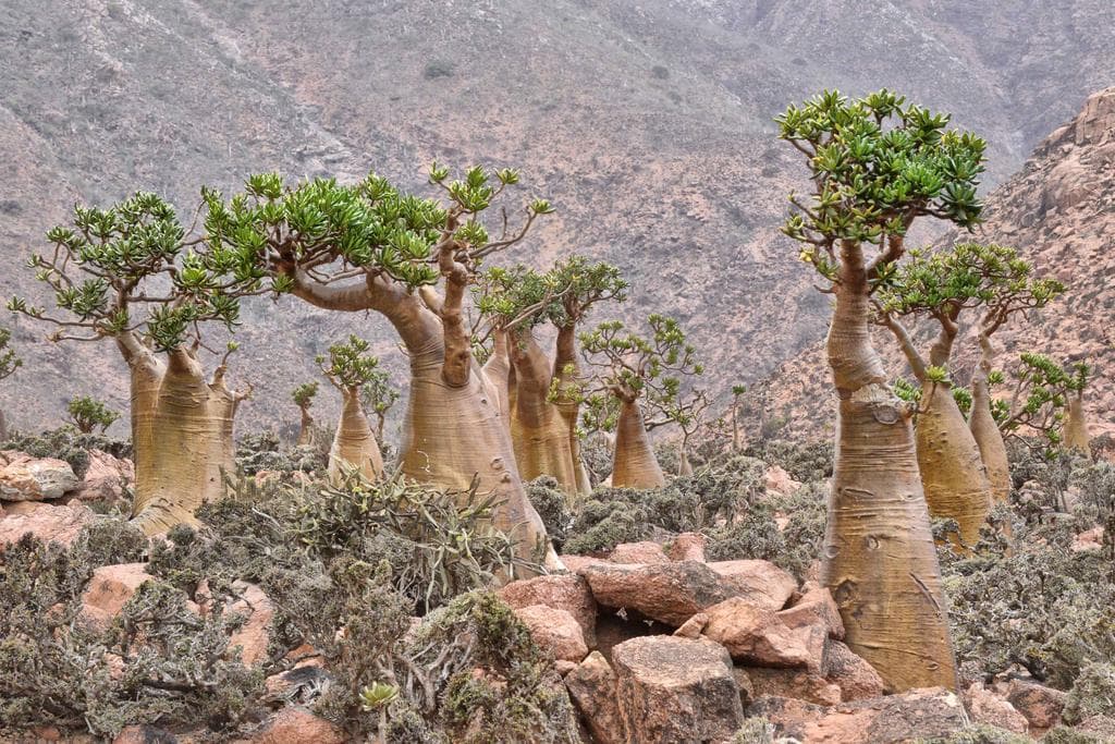 Desert Rose