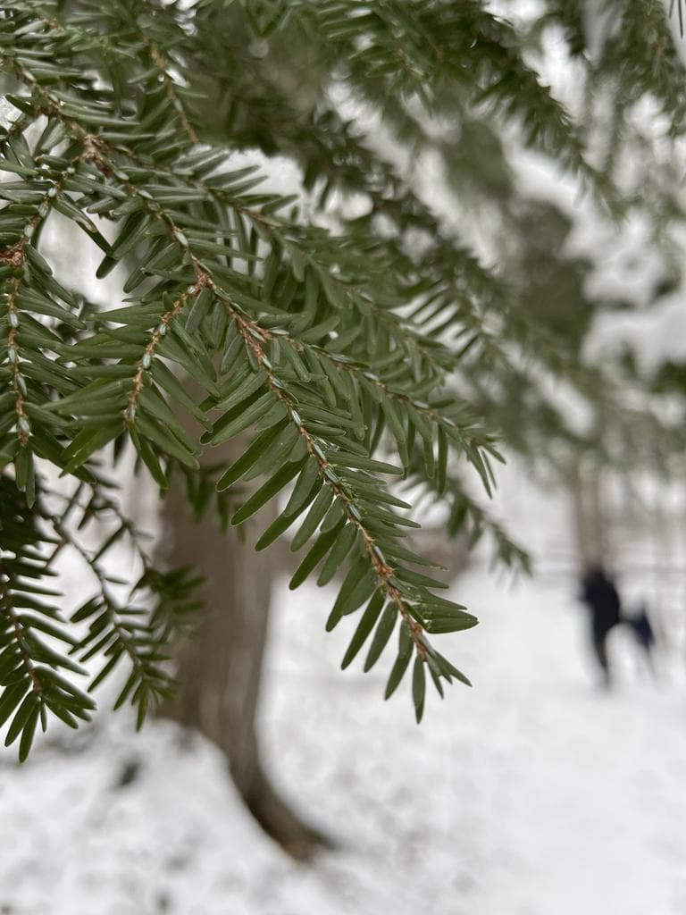 Eastern Hemlock