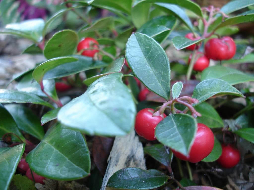 Eastern teaberry