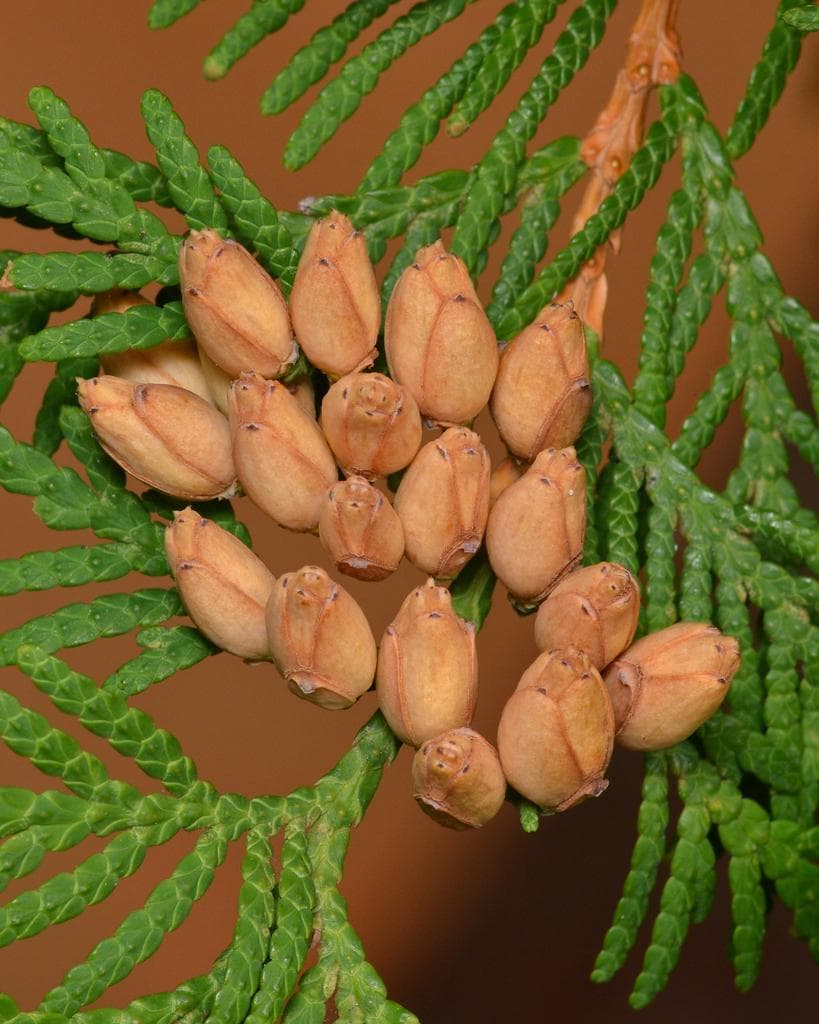 Eastern White Cedar