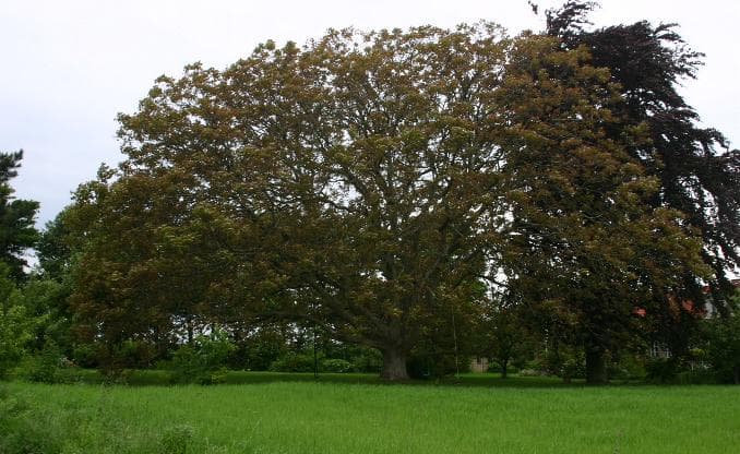 English walnut