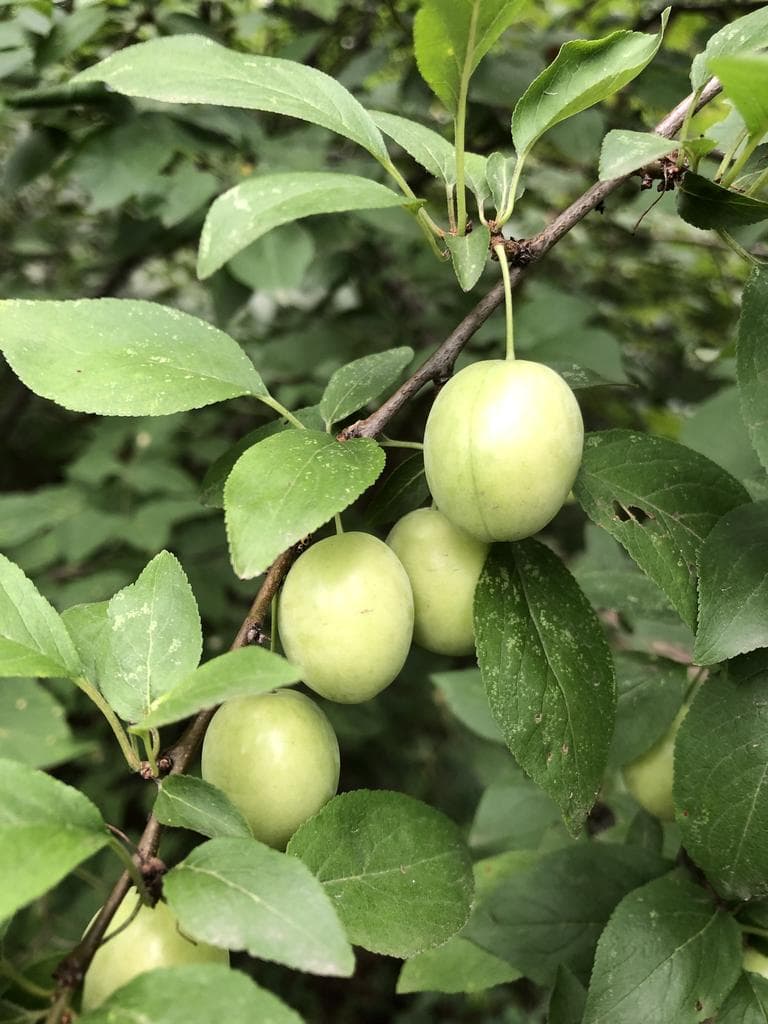 European Plum