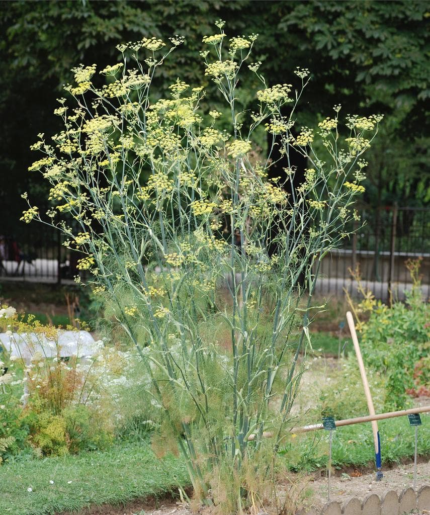 Foeniculum vulgare