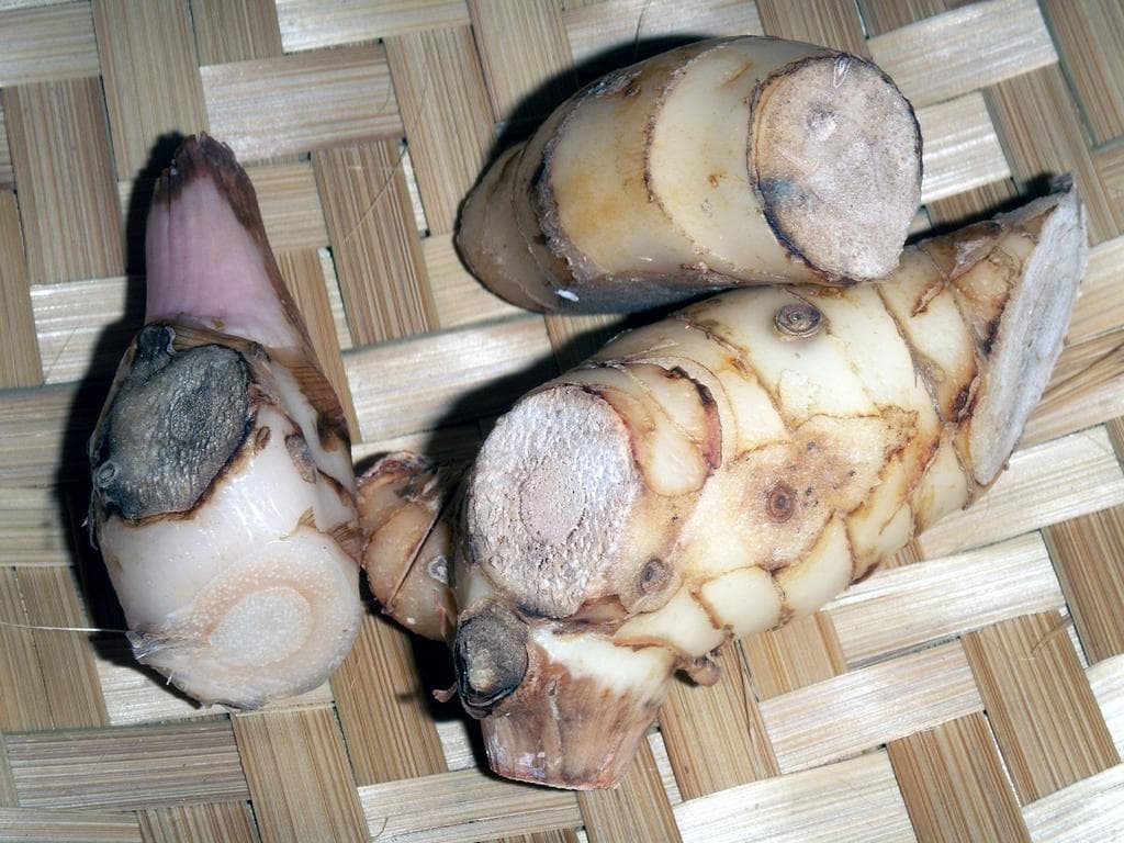 Galangal Root