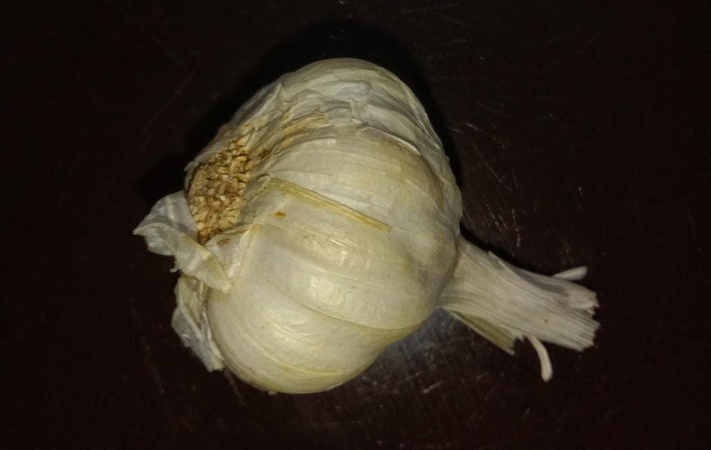 Garlic