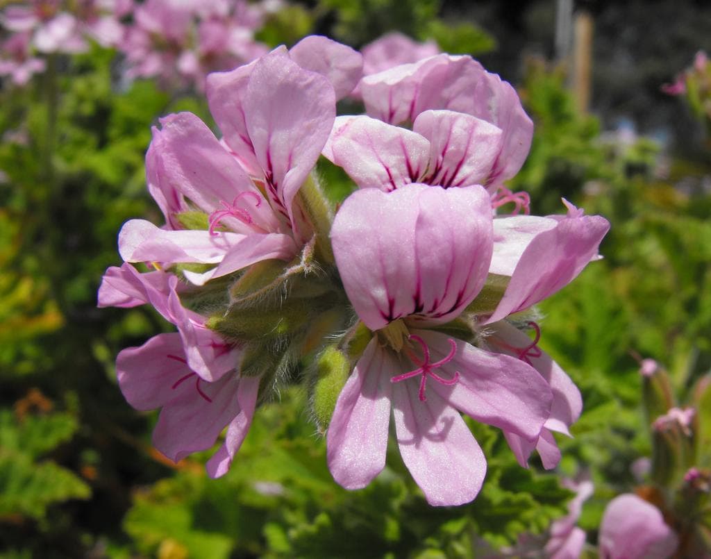 Geranium