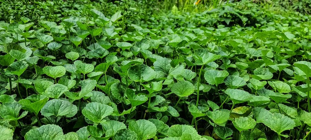 Gotu Kola