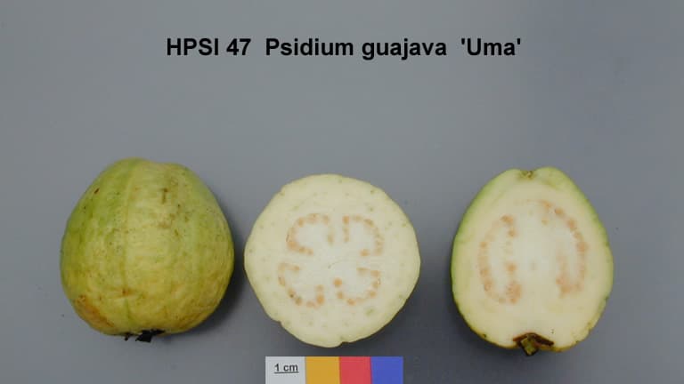 Guava