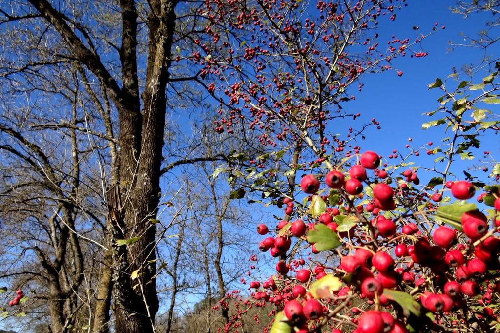 Hawthorn