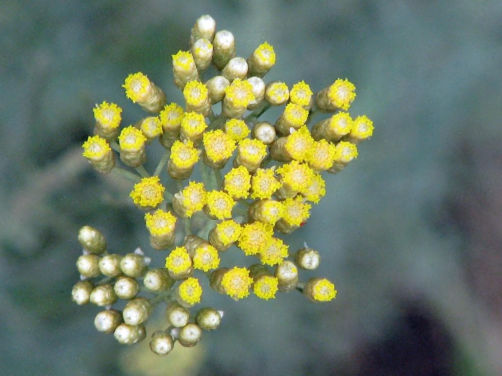 Helichrysum