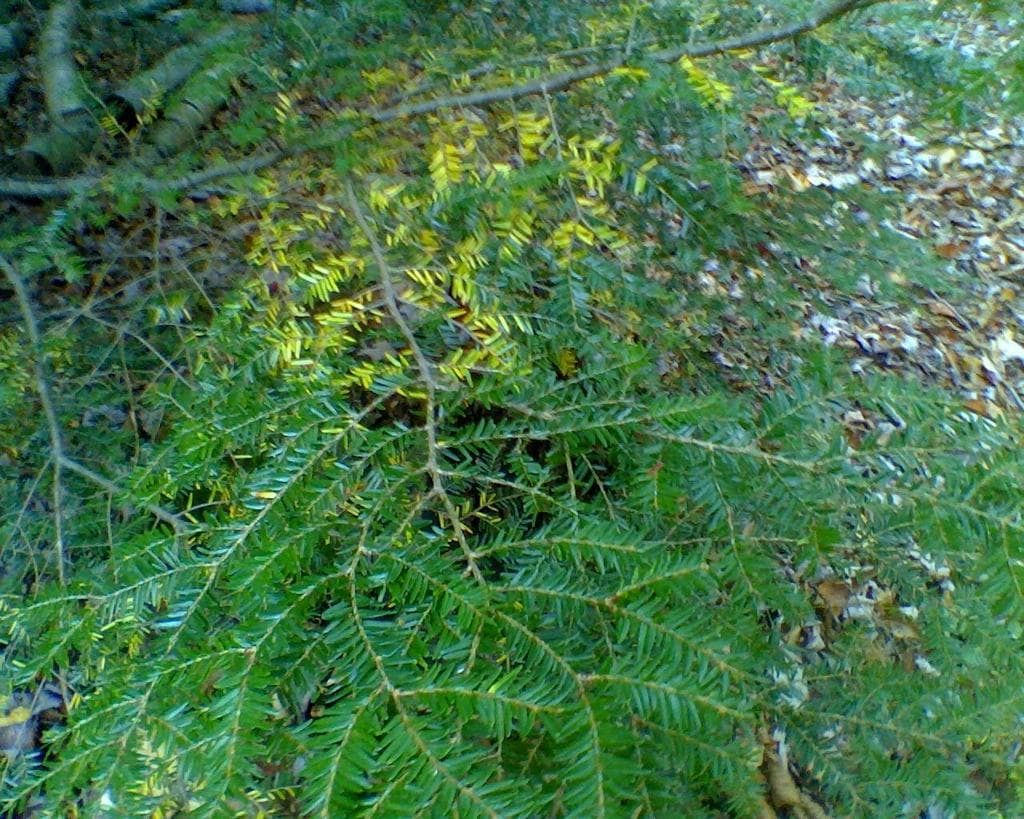 Hemlock