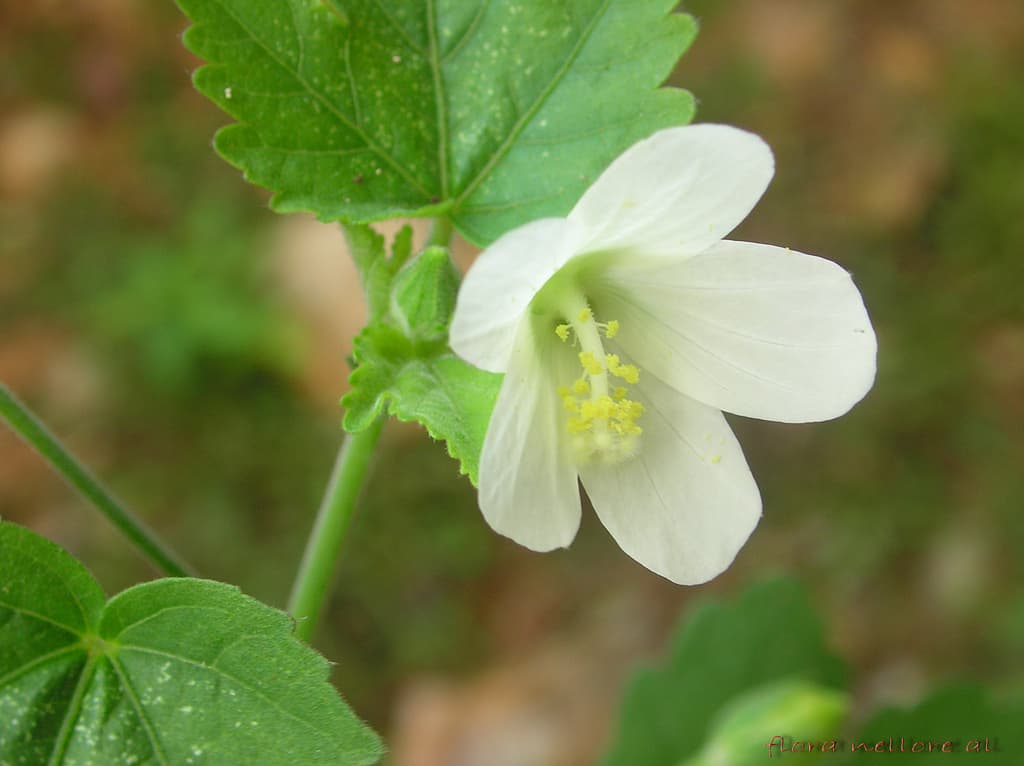 Hibiscus