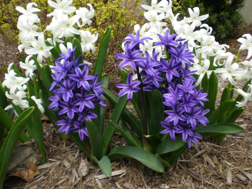 Hyacinth