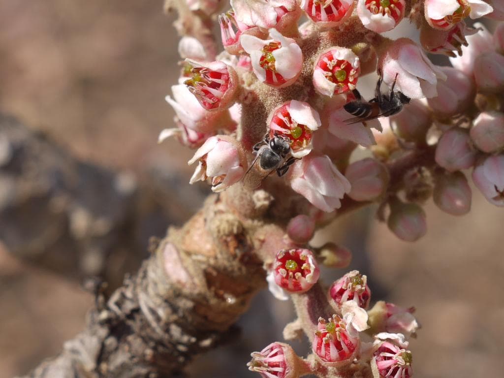 Indian Frankincense