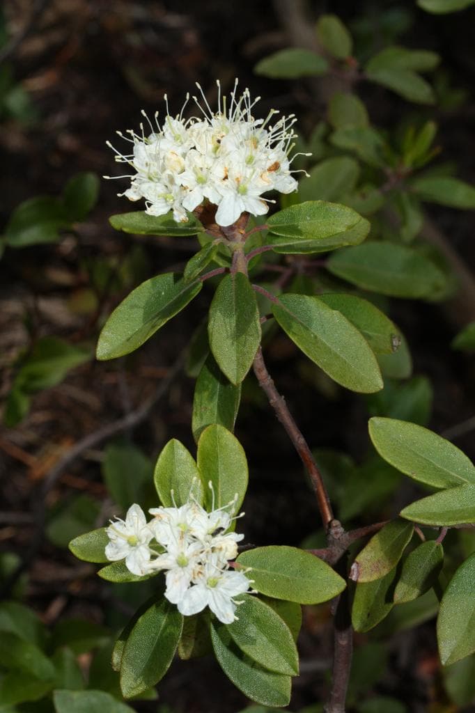 Labrador tea