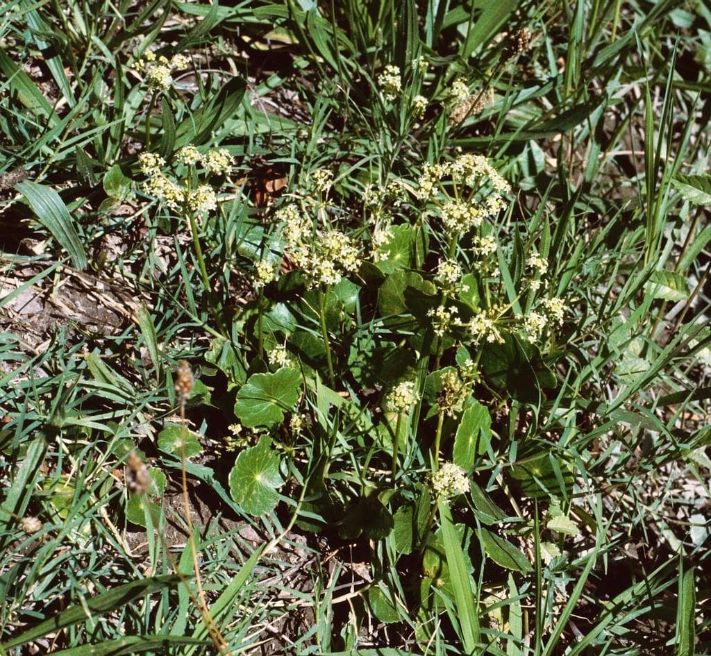 Largeleaf Pennywort