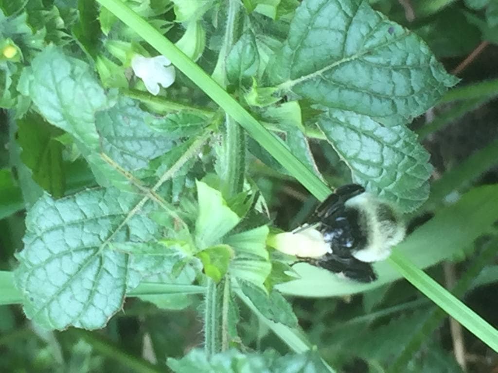 Lemon Balm