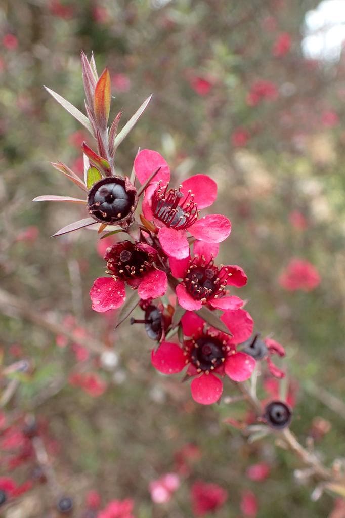 Manuka