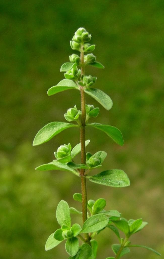 Marjoram