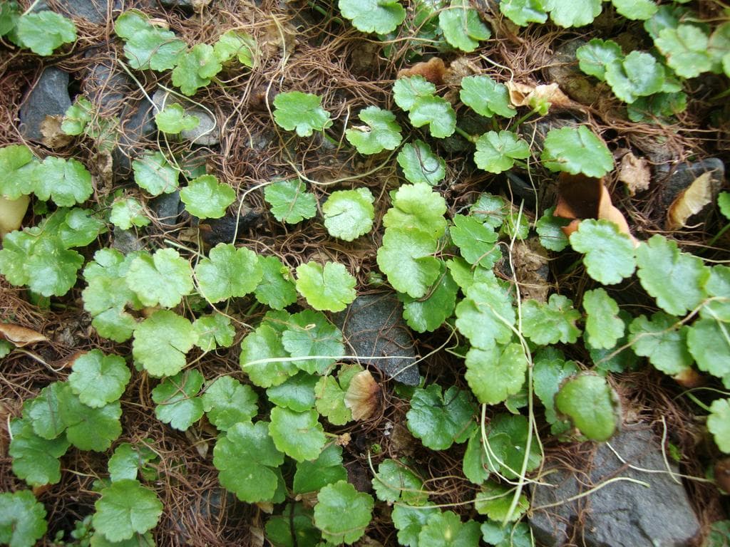 Marsh Pennywort