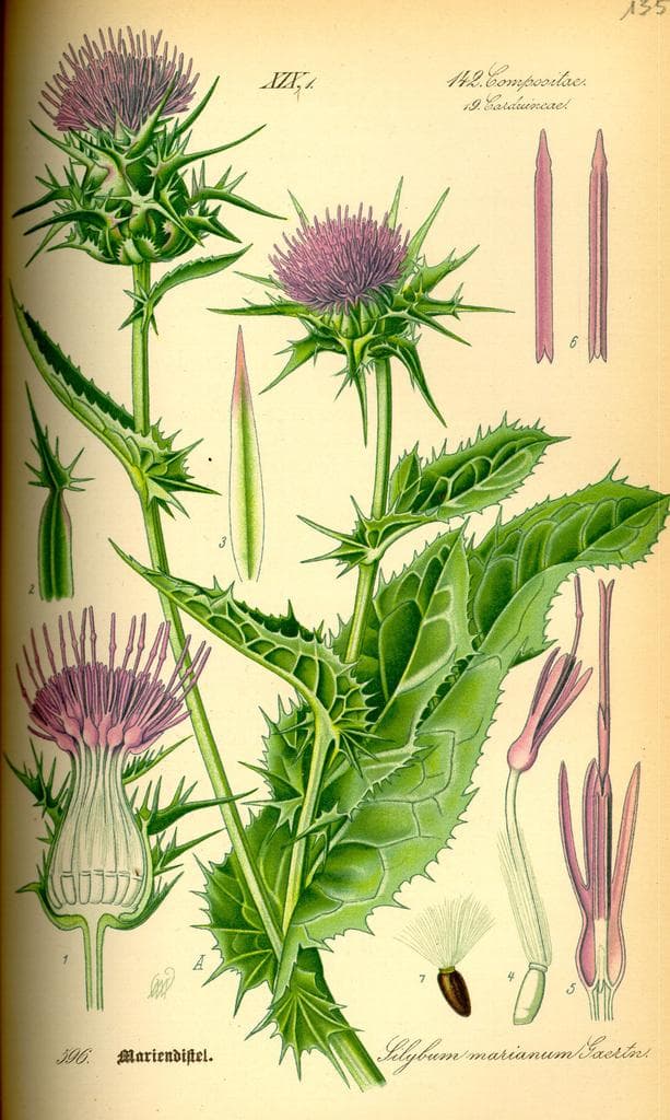 Milk Thistle