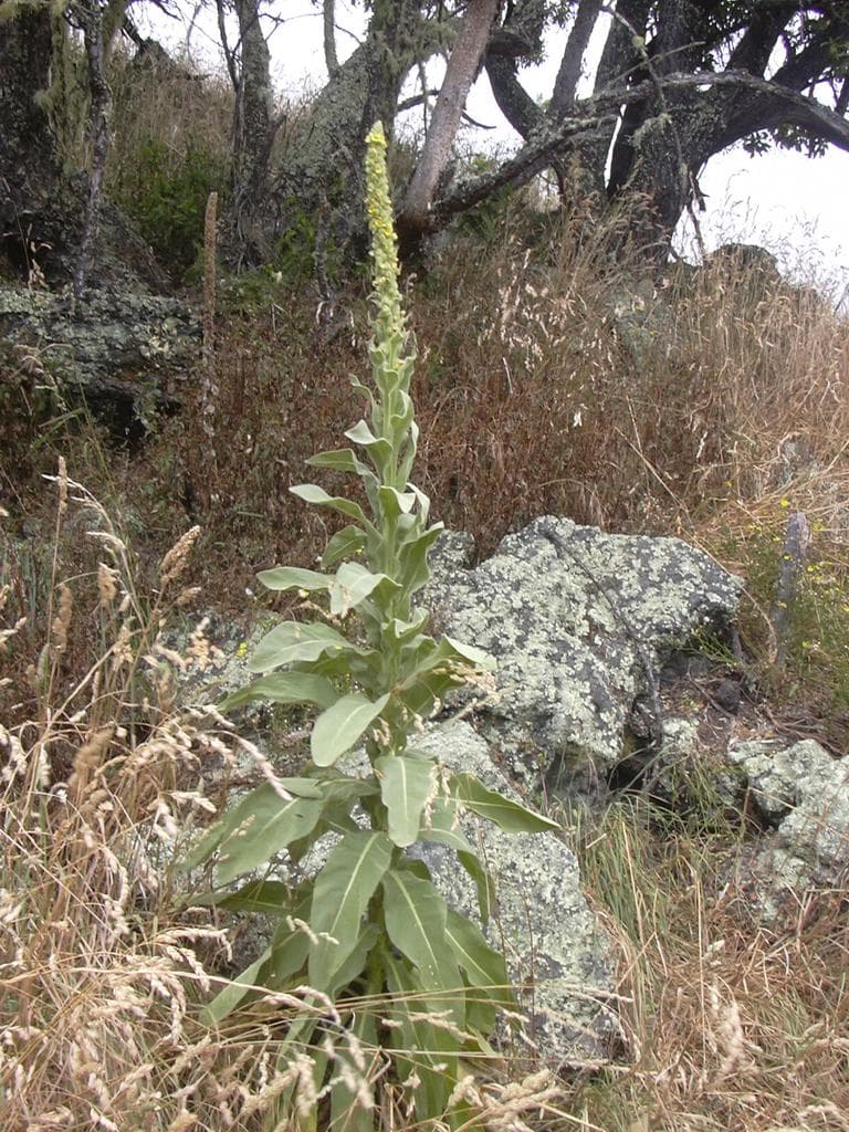 Mullein