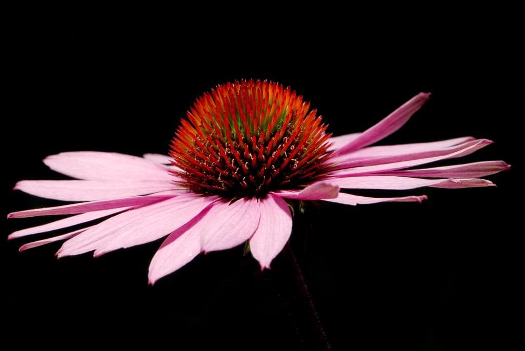 Narrow-leaved purple coneflower